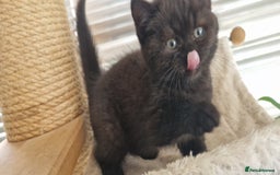 British Shorthair cats for sale: 4 British Shorthair  - Image 10