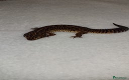 Leopard Gecko reptiles for sale: Three stunning leopard geckos for sale in Hinckley - Image 8