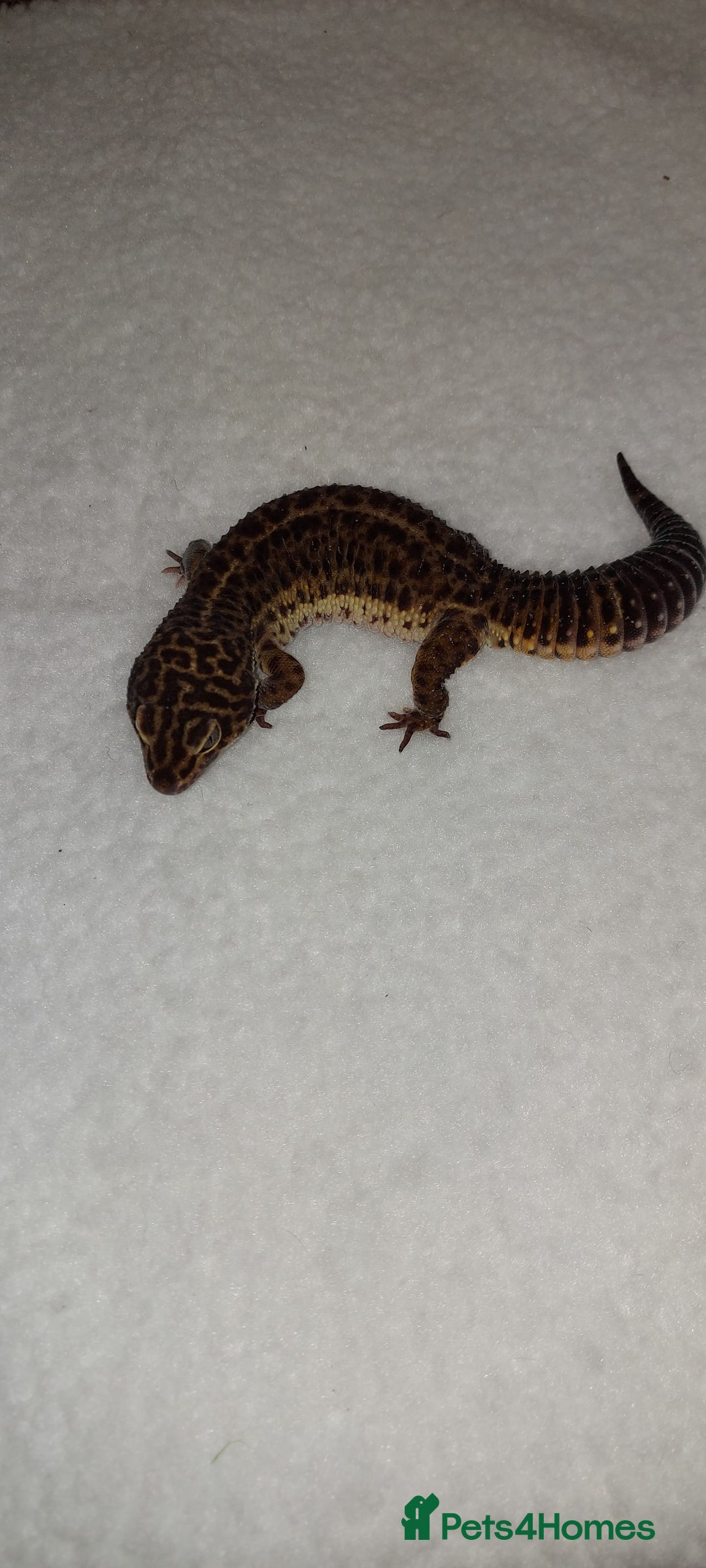 Leopard Gecko reptiles for sale: Three stunning leopard geckos for sale in Hinckley - Image 8