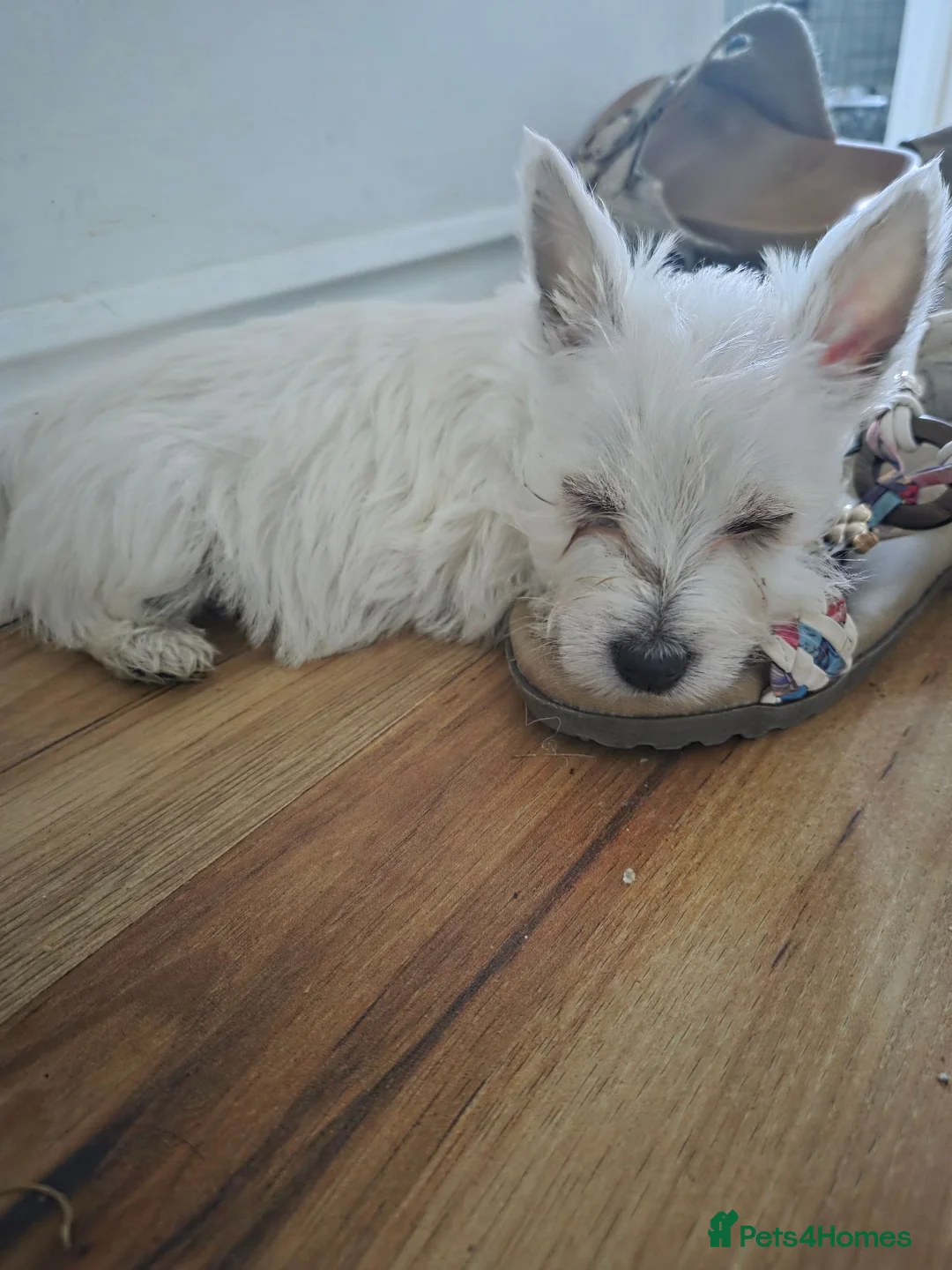 West Highland Terrier dogs for sale: West Highland Terrier Female Pup For Sale - Advert 3