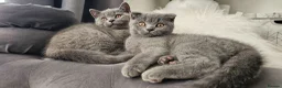 Scottish Fold cats for sale: GREAT OFFER! Scottish Fold & Straight Ear Kittens - Advert 1