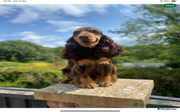 Cocker Spaniel dogs for sale: KC Reg Show Cocker Ext health tested - Image 29