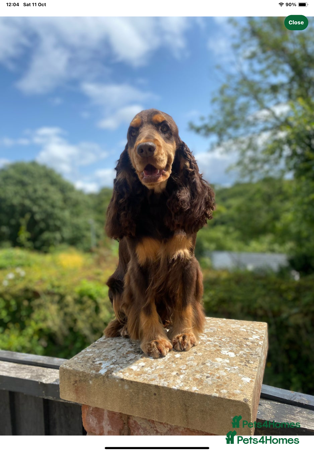 Cocker Spaniel dogs for sale: KC Reg Show Cocker Ext health tested - Image 29