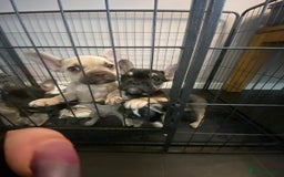 French Bulldog dogs for sale: French bulldog pups  - Image 3