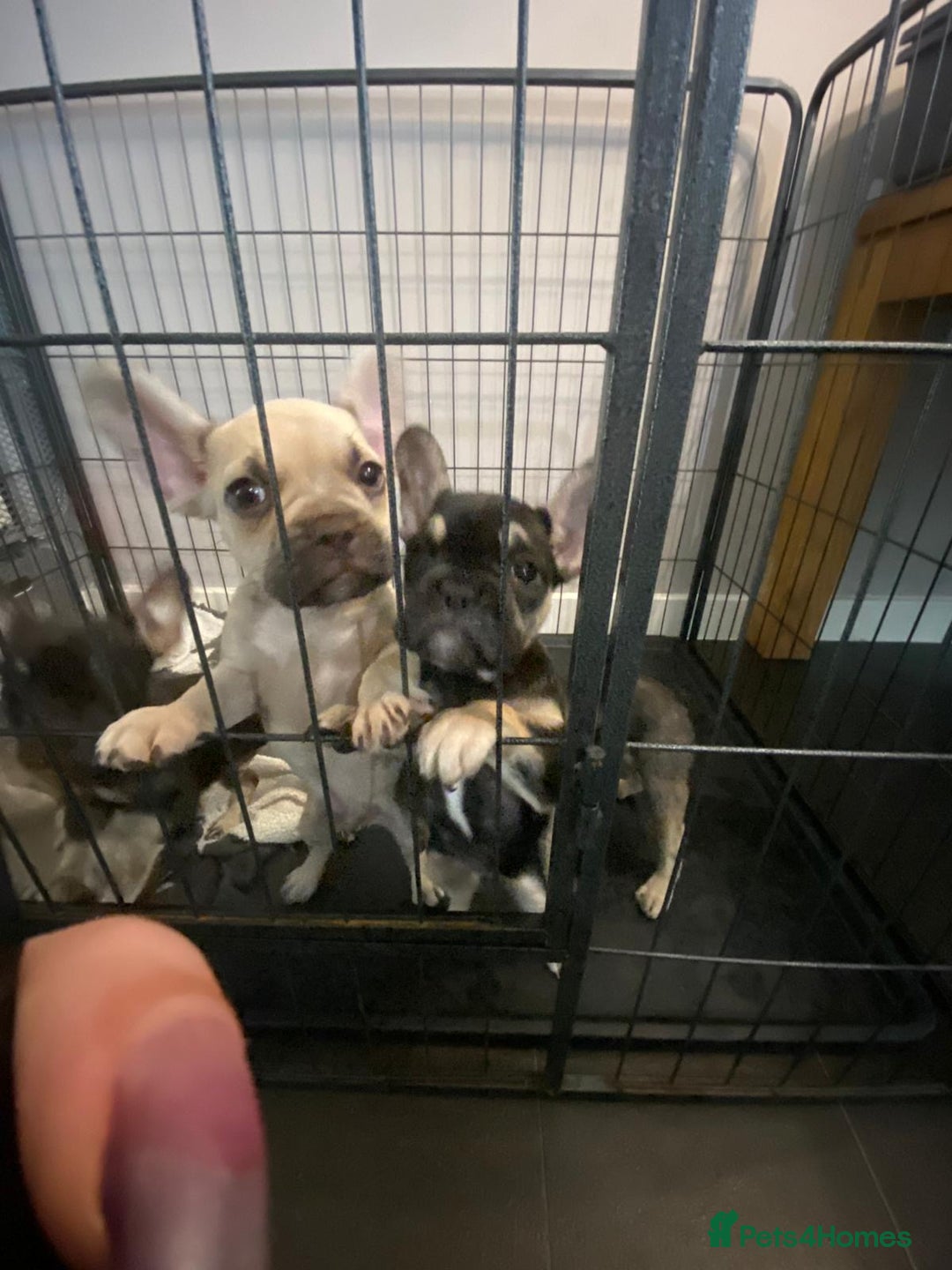 French Bulldog dogs for sale: French bulldog pups  - Image 3