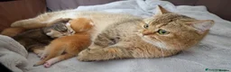 British Longhair cats for sale: BRITISH LONG HAIR NY12 GOLDEN SHADED & WHITE - Advert 11