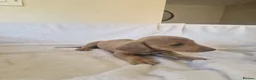 Miniature Dachshund dogs for sale: Beautiful miniature daschunds  - Advert 34
