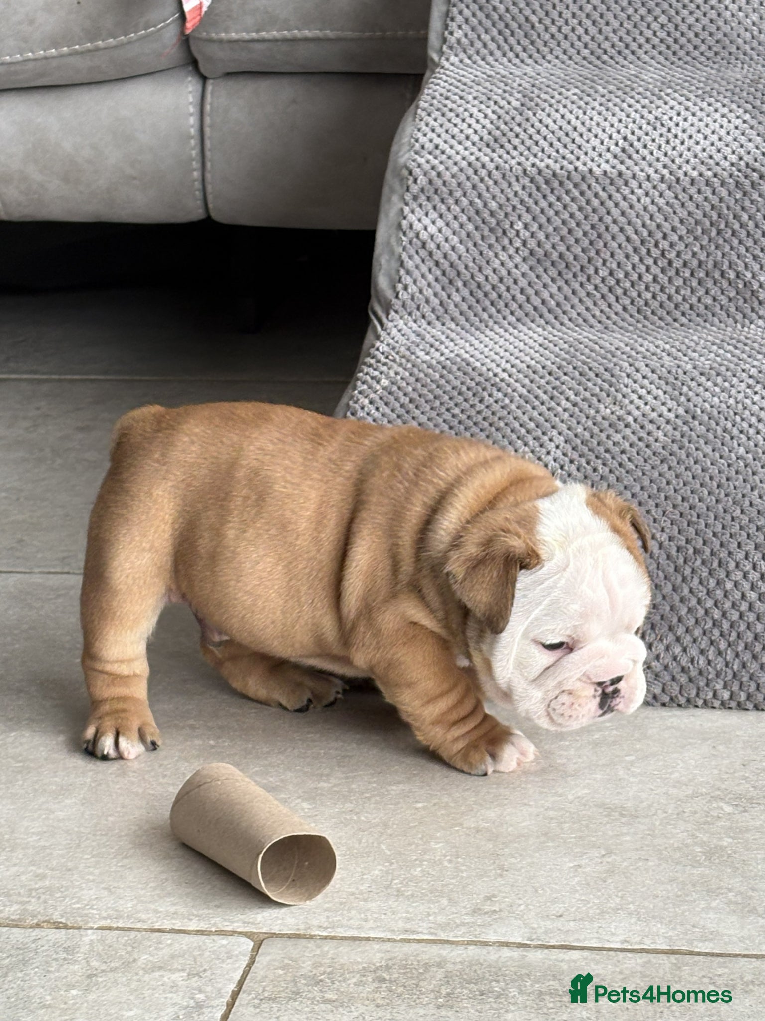 English Bulldog dogs for sale: 🐾KC reg Red & White English Bulldog 🐶 - Advert 30