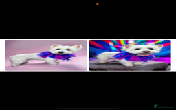 West Highland Terrier dogs for sale: Quality pedigree West Highland White Terriers  - Image 4