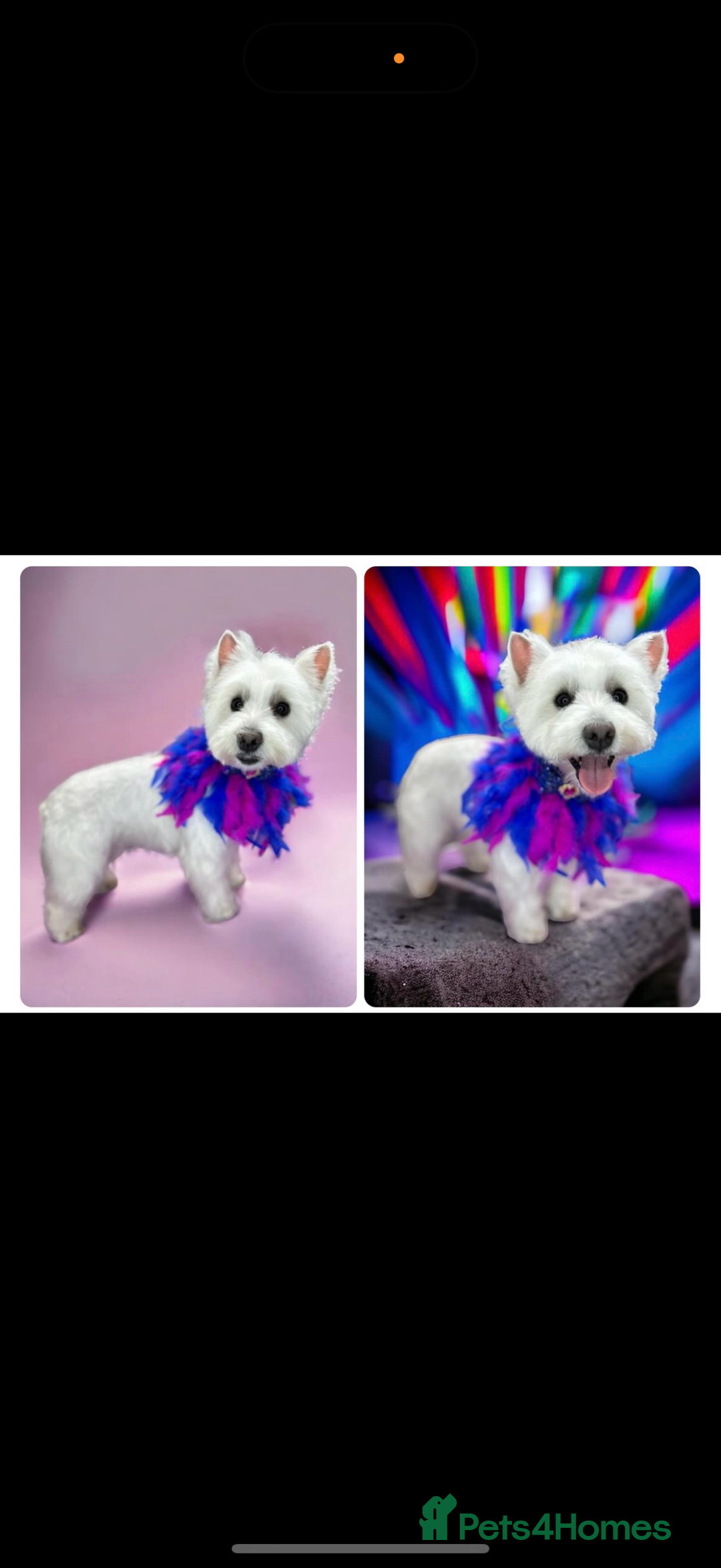 West Highland Terrier dogs for sale: Quality pedigree West Highland White Terriers  - Image 4