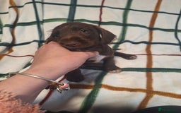 Mixed Breed dogs for sale: Beautiful dachshund mix puppies  - Image 13