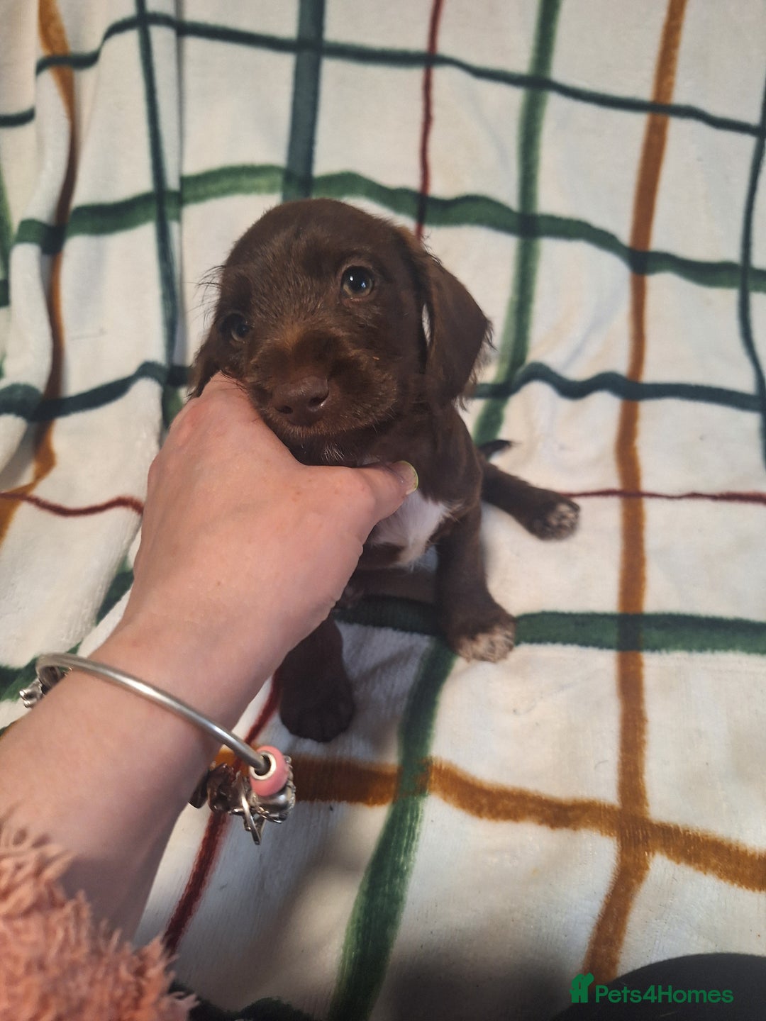 Mixed Breed dogs for sale: Beautiful dachshund mix puppies  - Image 13