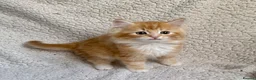 Mixed Breed cats for sale: SUPER CUTE PERFECT GINGER KITTENS  - Advert 7