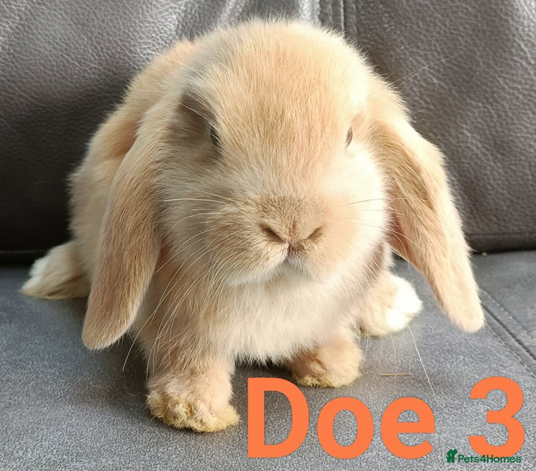Mini Lop rabbits for sale: 🐰Beautiful mixed litter of Plush x Mini Lop kits - Image 30
