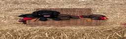 Cocker Spaniel dogs for sale: Working Cocker Spaniel Puppies  - Advert 6