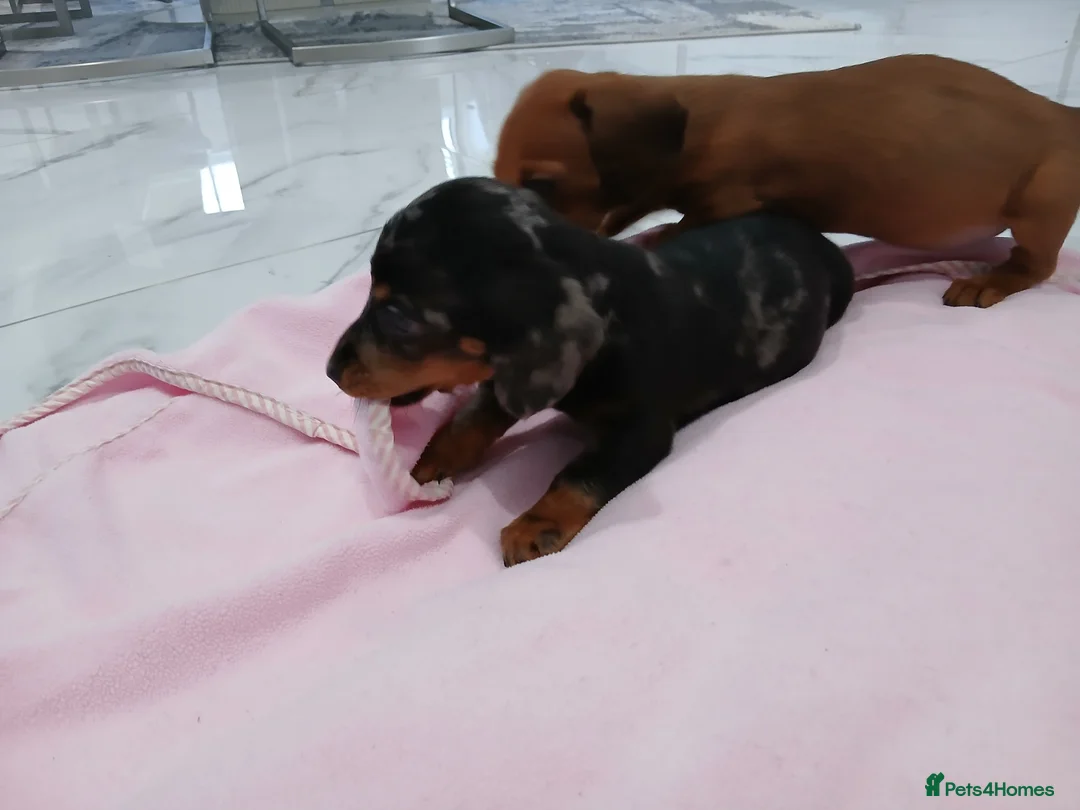 Miniature Dachshund dogs for sale: Miniature dachshund puppy's  - Advert 12