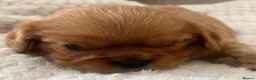 Cavalier King Charles Spaniel dogs for sale: Kennel Club registered ruby Cavalier boy puppies. - Advert 6