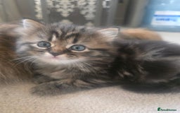 Siberian cats for sale: Siberian cross kitten - Image 13