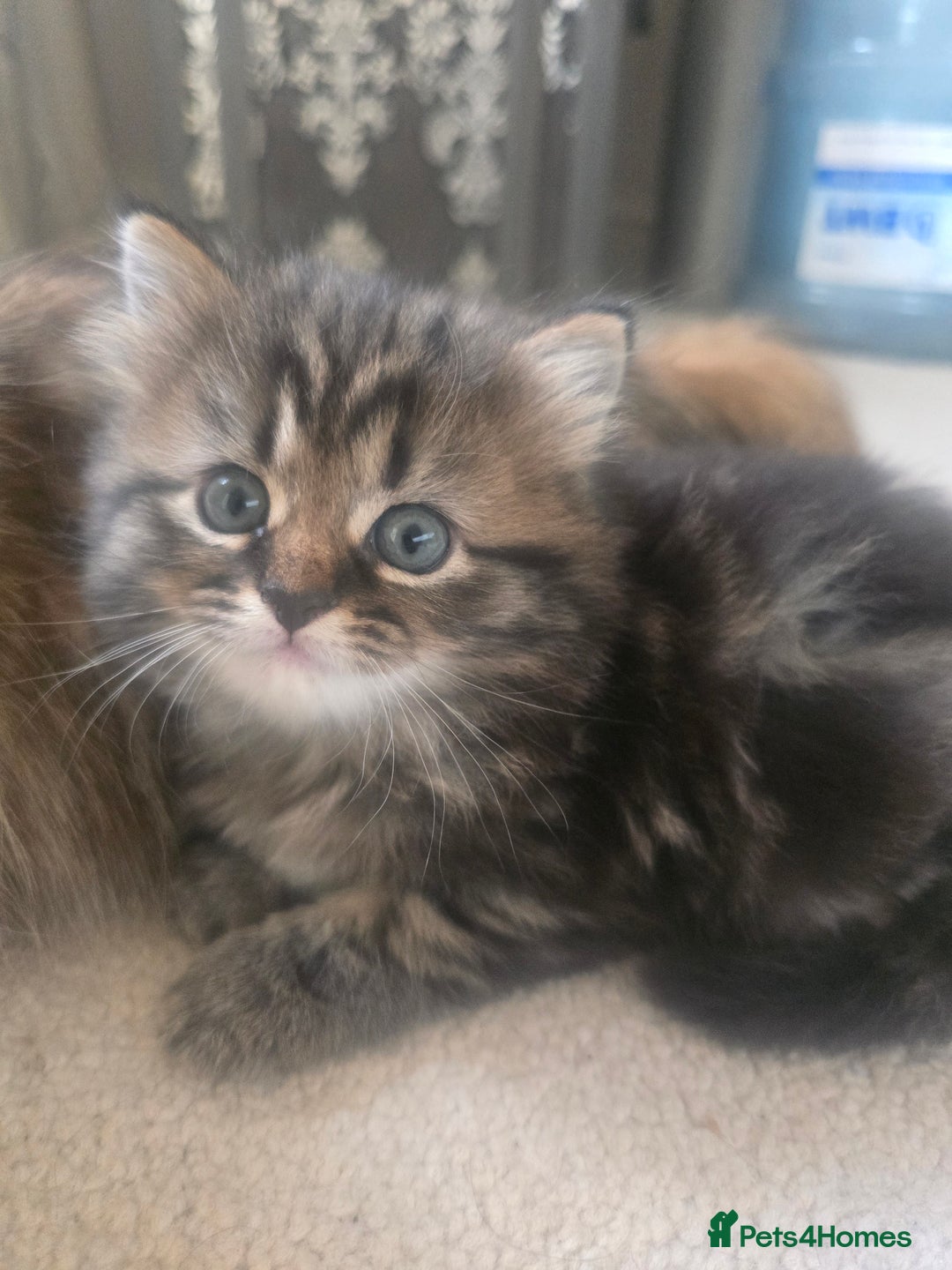 Siberian cats for sale: Siberian cross kitten - Image 13