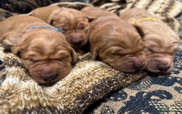 Golden Retriever dogs for sale: Working Golden Retriever puppies - Advert 7