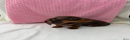 Miniature Dachshund dogs for sale: Miniature dachshund puppies in Largs - Advert 28
