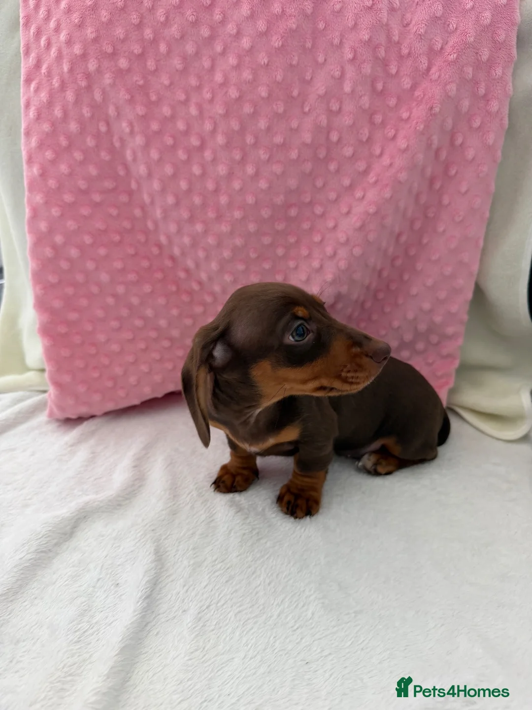 Miniature Dachshund dogs for sale: Miniature dachshund puppies in Largs - Advert 28