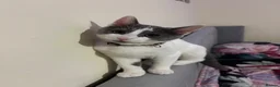 Domestic Shorthair cats for sale: Female Domestic Shorthair Cat Grey and White in Croydon - Advert 5