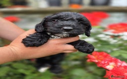 Cockapoo dogs for sale: F1 working cockapoo puppies - Image 20