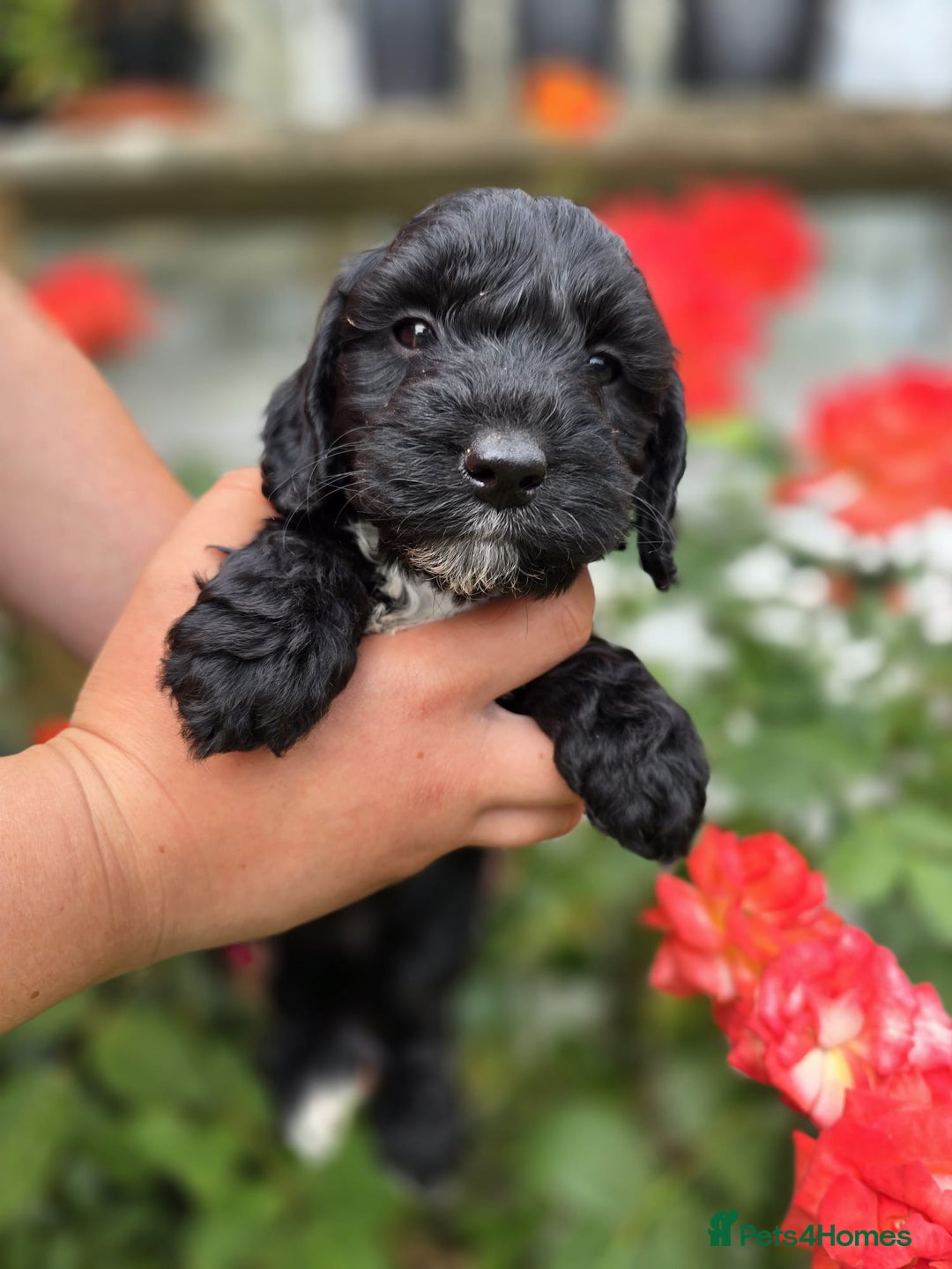Cockapoo dogs for sale: F1 working cockapoo puppies - Image 20