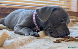 Staffordshire Bull Terrier dogs for sale: Playful Blue staffs Pups - Image 14
