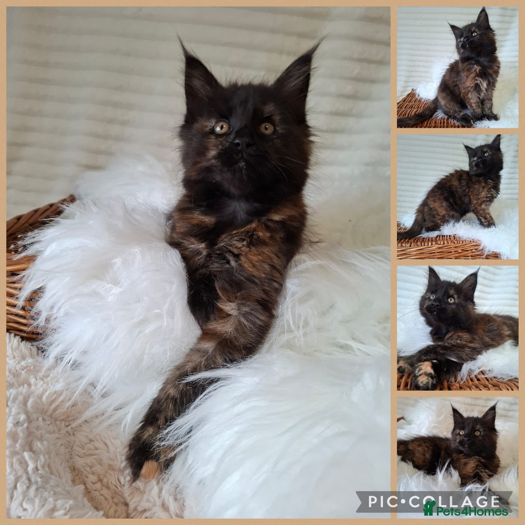 Maine Coon cats 🐾🐈‍⬛GORGEOUS 10WEEK OLD MAINE COON KITTENS🐈‍⬛🐾 - Advert 11