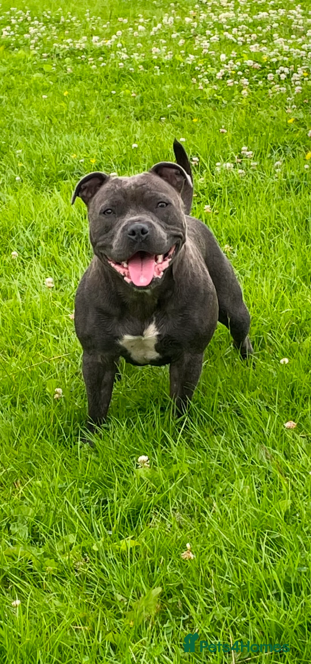Staffordshire Bull Terrier dogs for sale: KC reg. Staffordshire bull terrier puppies - Advert 1