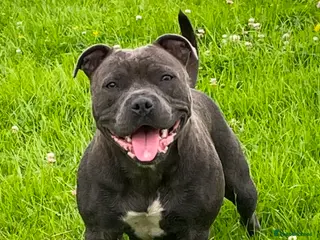 Staffordshire Bull Terrier dogs KC reg. Staffordshire bull terrier puppies - Advert 5