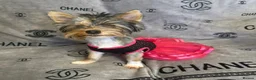 Yorkshire Terrier dogs for sale: Yorkshire terrier puppies  - Advert 9