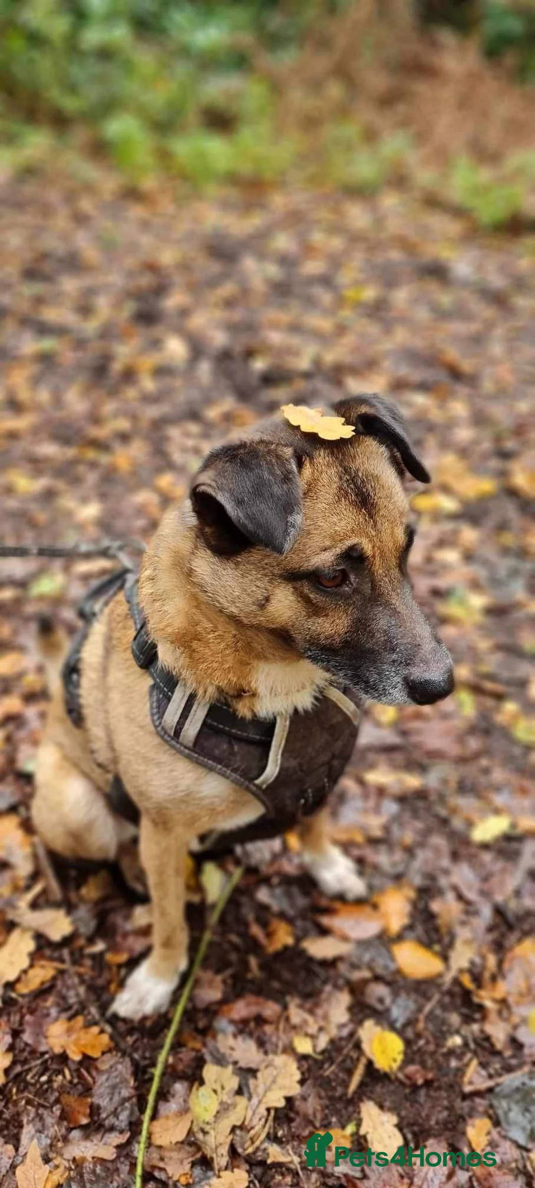 Mixed Breed dogs for adoption: Meet Jakob, currently residing in Cranage, Crew in Crewe - Advert 24