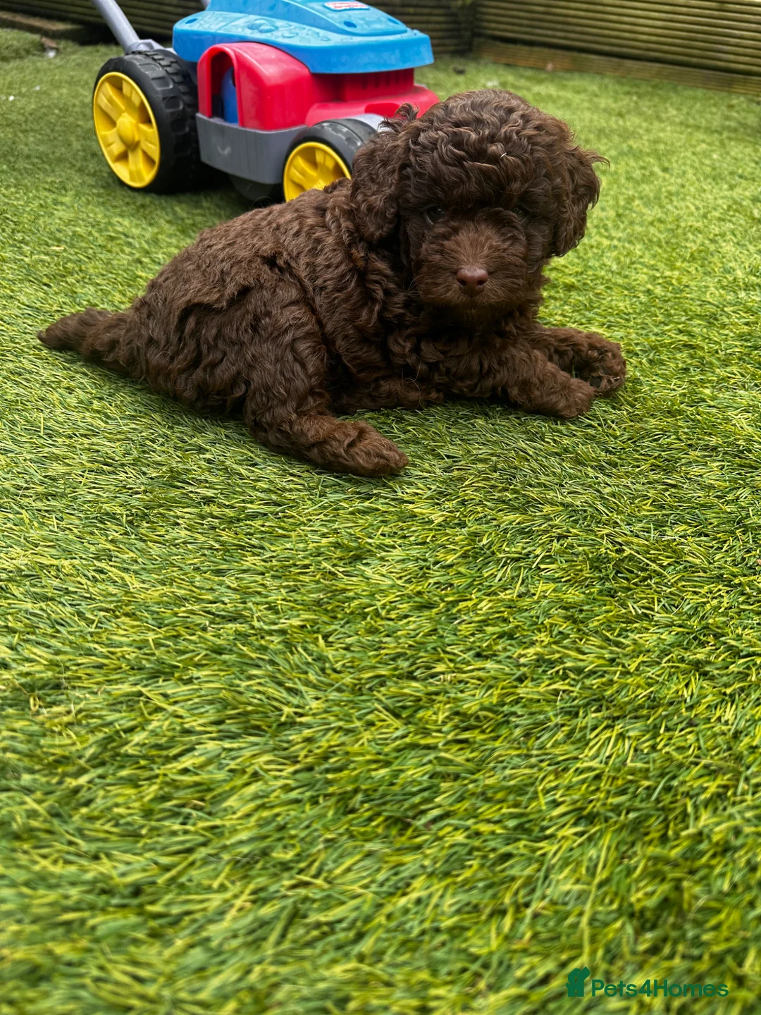 Labradoodle dogs for sale: 🐣Outstanding Mini F1B Labradoodles 🐣 - Advert 1
