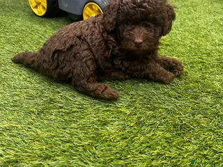 Labradoodle dogs 🐣Outstanding Mini F1B Labradoodles 🐣 - Advert 2