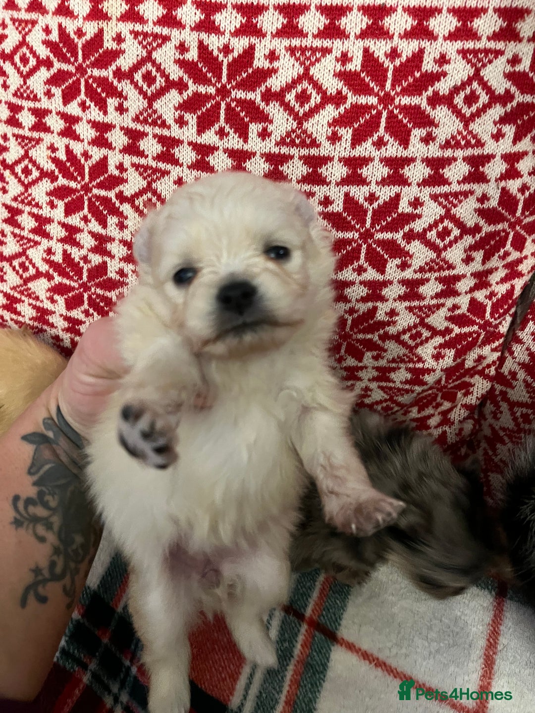 Pomeranian dogs for sale: Stunning Pomeranian puppys - Advert 8