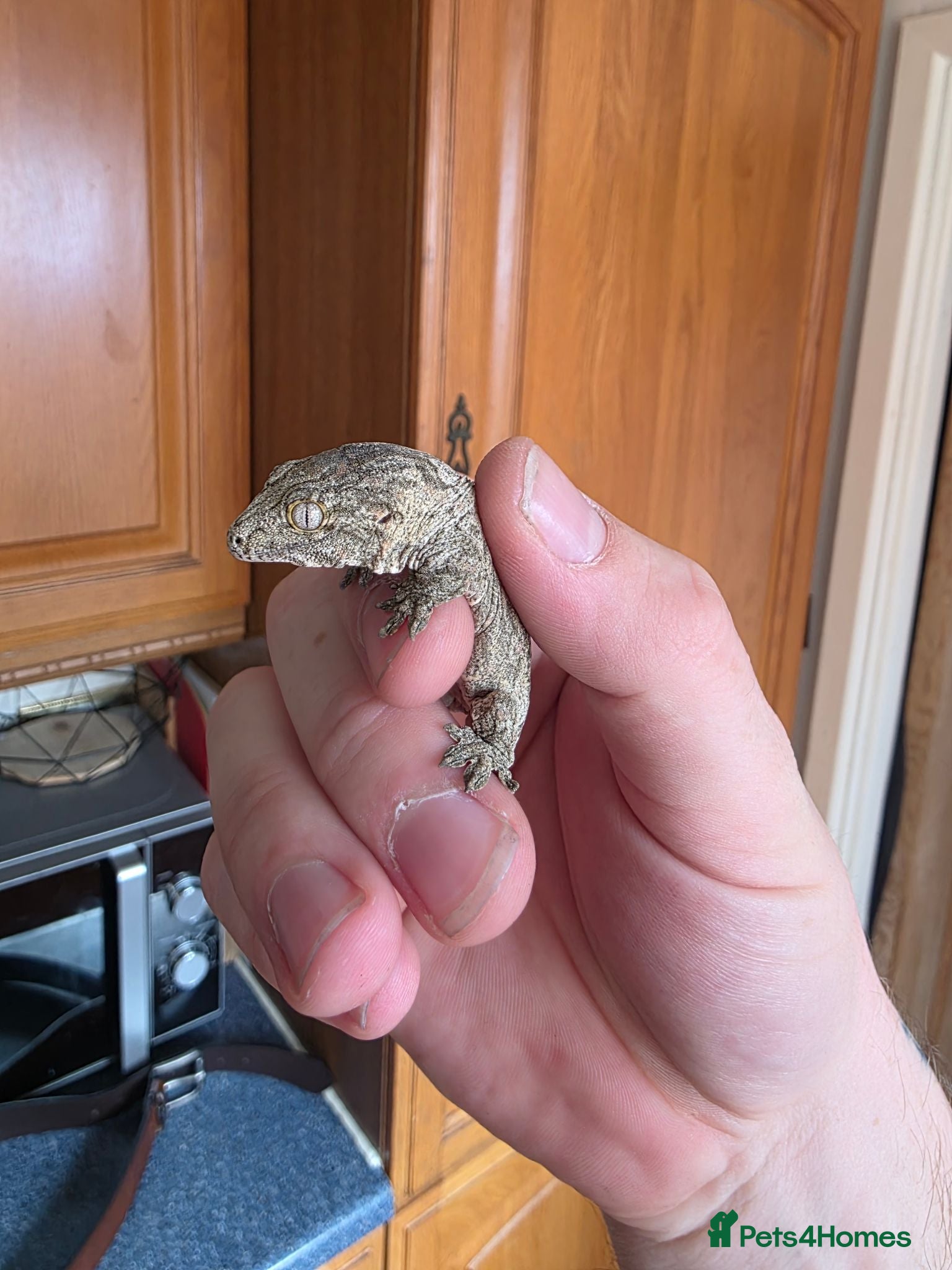 Gecko reptiles leachianus gecko baby  - Advert 1