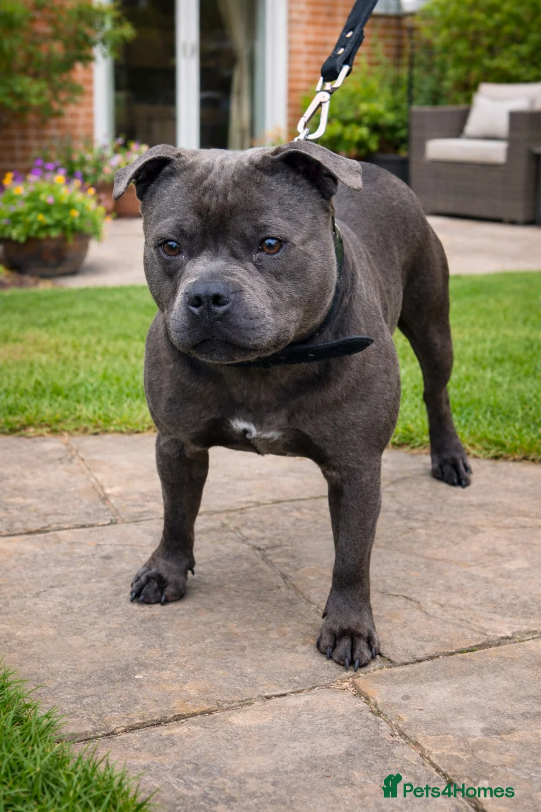 Staffordshire Bull Terrier dogs for stud: 2 SOLID BLUE MALES AVAILABLE FOR STUD  - Advert 3