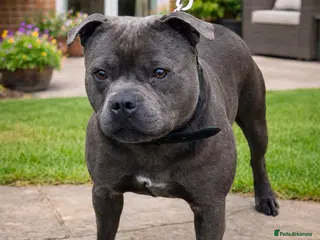 Staffordshire Bull Terrier dogs 2 SOLID BLUE MALES AVAILABLE FOR STUD - Advert 6