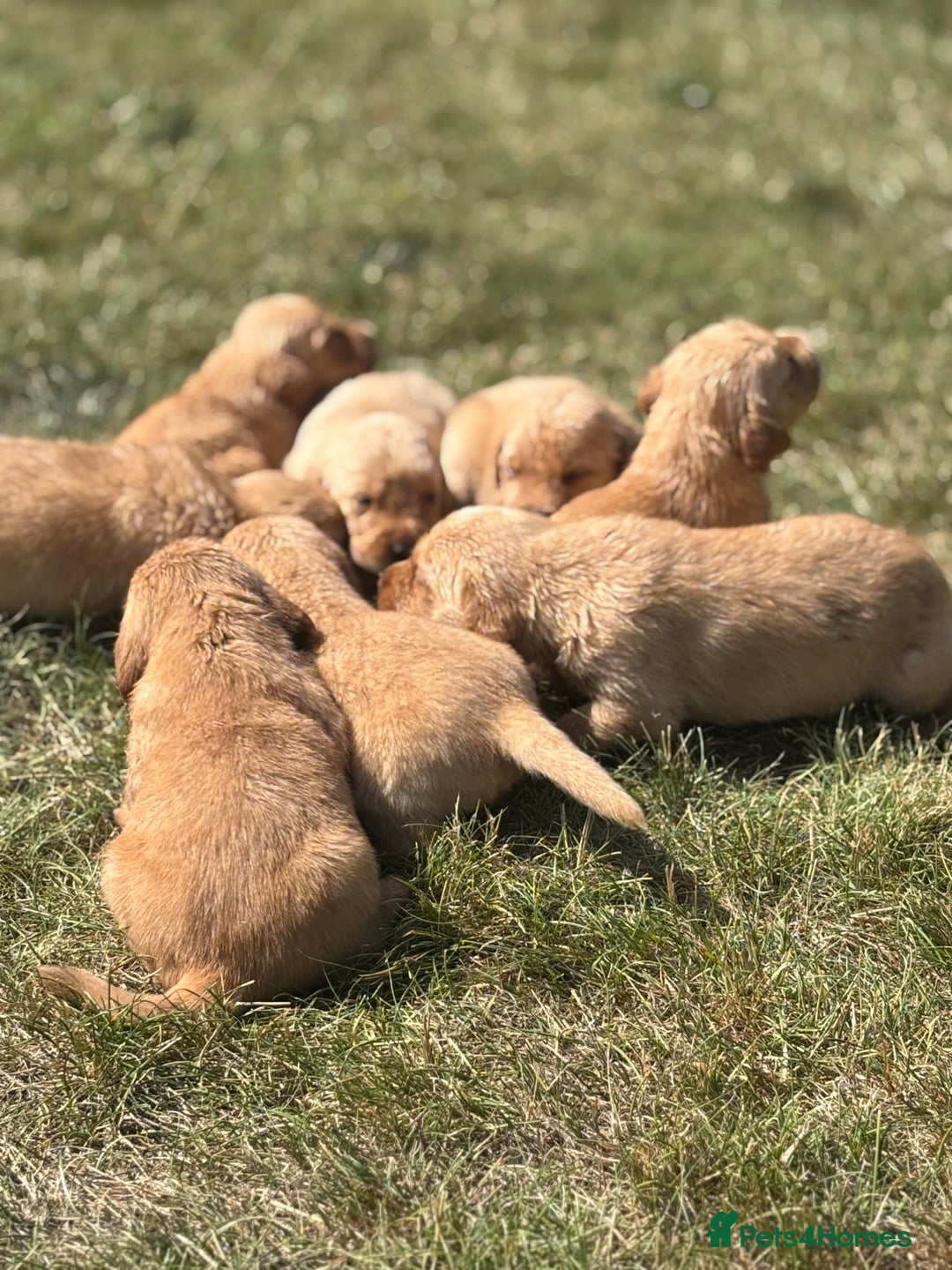 Goldador dogs for sale: Fox red goldador puppies ❤️ - Image 5