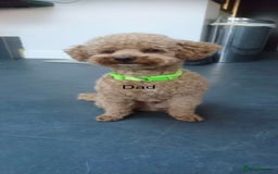 Cavapoo dogs for sale: 🌟 Fully health tested F1B cavapoos for sale 🌟  - Image 9