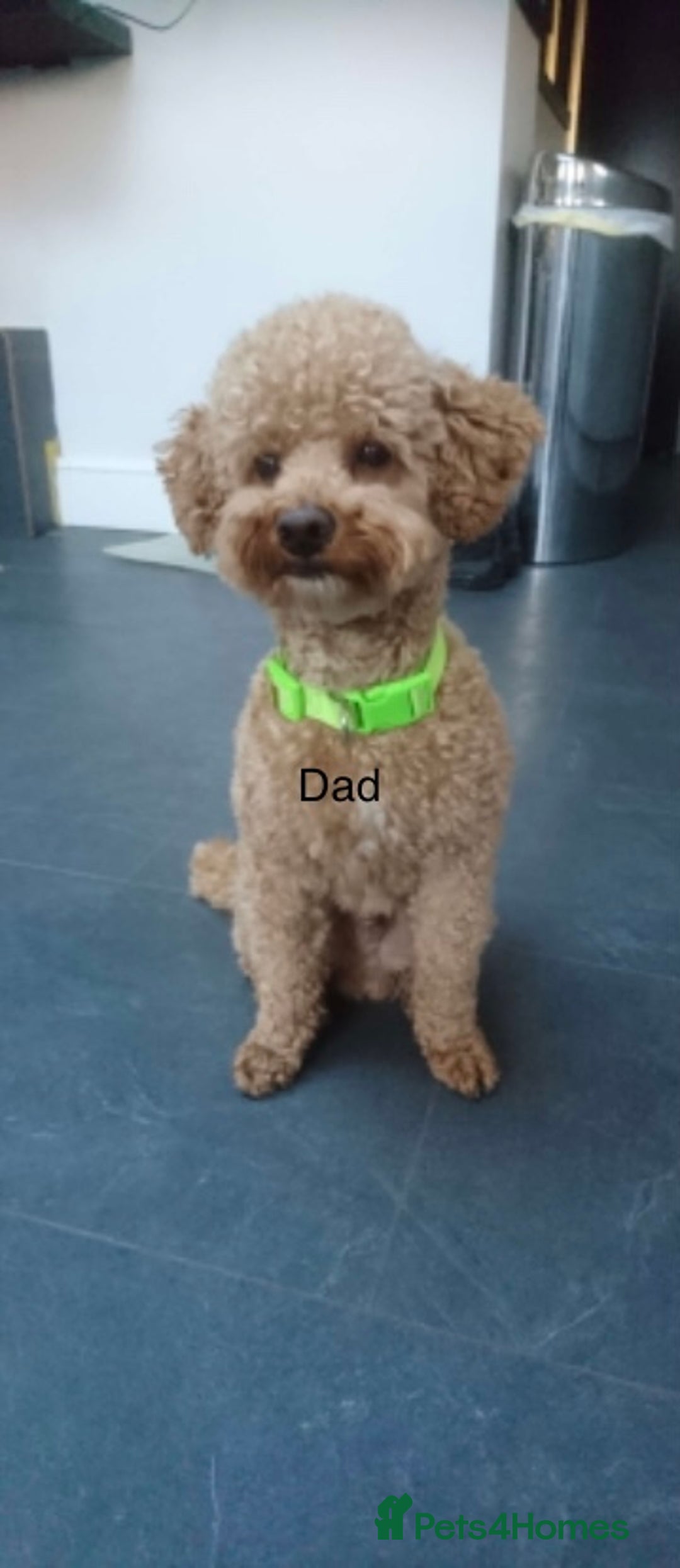 Cavapoo dogs for sale: 🌟 Fully health tested F1B cavapoos for sale 🌟  - Image 9