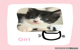 Mixed Breed cats for sale: KITTENS FOR SALE - Image 3