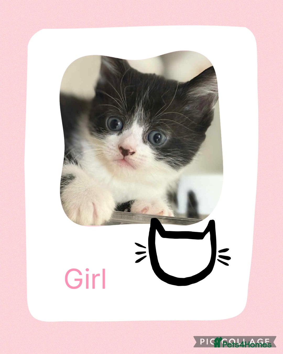 Mixed Breed cats for sale: KITTENS FOR SALE - Image 3