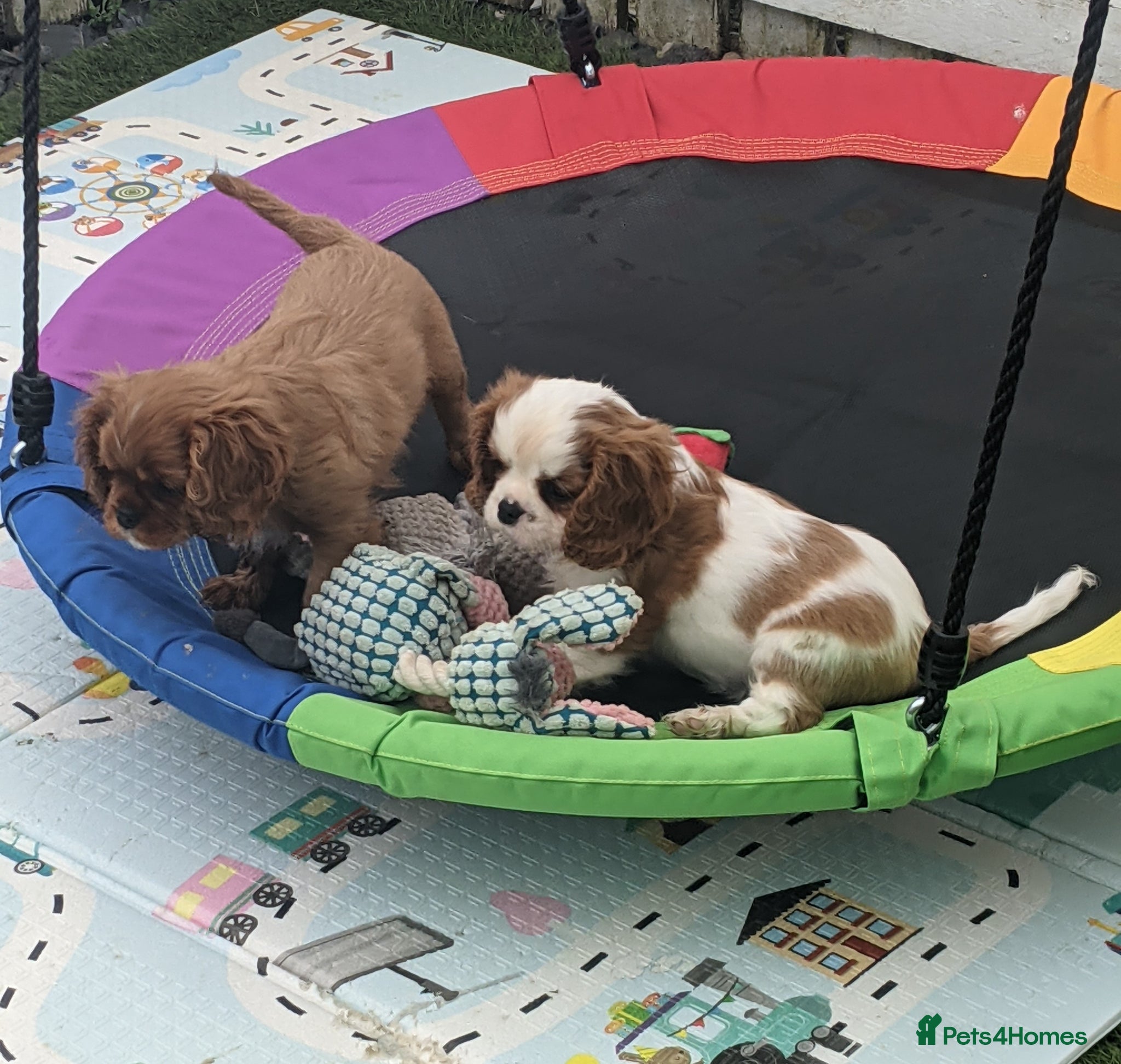 Cavalier King Charles Spaniel dogs Blenheim girl  - Advert 18