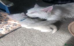 Maine Coon cats for sale: White Maine Coon GCCF - Image 10