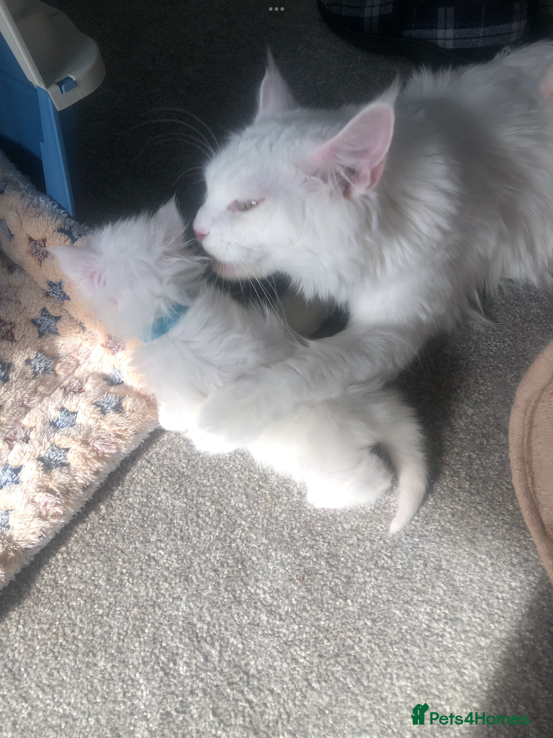 Maine Coon cats for sale: White Maine Coon GCCF - Image 10