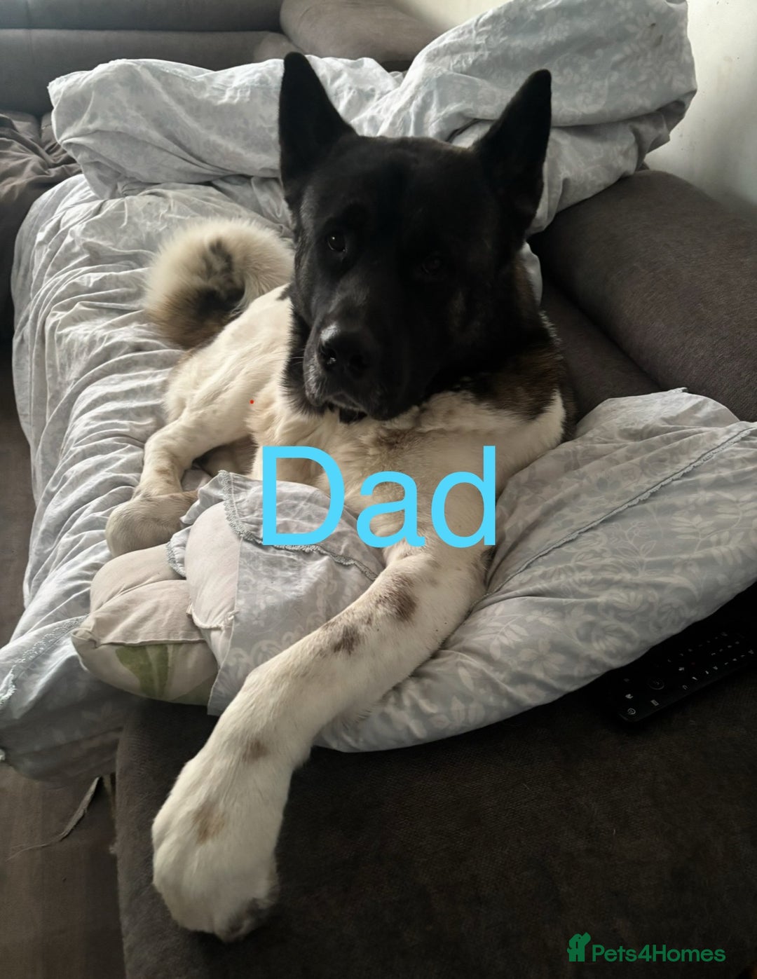 Akita dogs for sale: Sly Cooper 9 - Puppies Akita Ready To Go NOW‼️ - Image 5